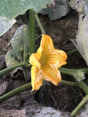 Cucurbita