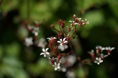 Boykinia occidentalis