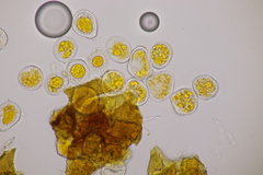 Hyalopsora adianti-capilli-veneris