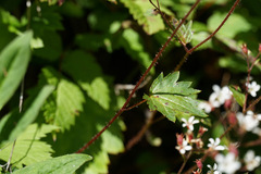 Boykinia occidentalis