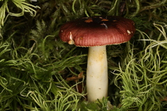 Russula puellaris