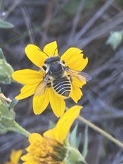 Megachile parallela