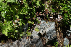 Boykinia occidentalis