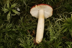 Russula puellaris