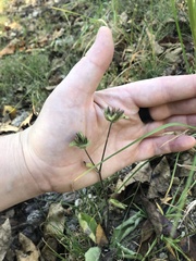 Elephantopus carolinianus