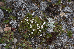 Cherleria