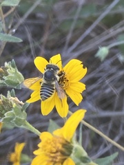 Megachile parallela