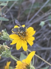Megachile parallela