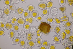 Hyalopsora adianti-capilli-veneris