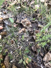 Elephantopus carolinianus