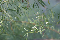 Baccharis neglecta