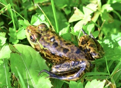 Lithobates septentrionalis