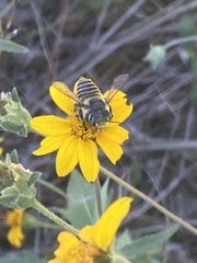 Megachile parallela