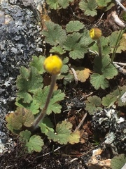 Ranunculus nigrescens