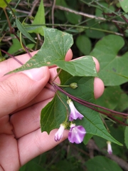 Ipomoea dumetorum