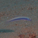 Ptereleotris hanae - Photo (c) Mark Rosenstein,  זכויות יוצרים חלקיות (CC BY-NC-SA), הועלה על ידי Mark Rosenstein