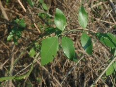 Jasminum fluminense fluminense