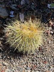 Kroenleinia grusonii