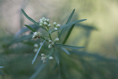 Baccharis neglecta