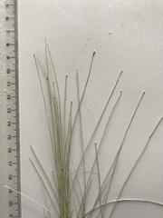 Eleocharis tenuis