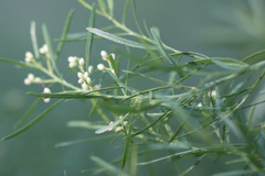 Baccharis neglecta