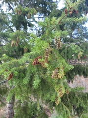 Pseudotsuga menziesii glauca
