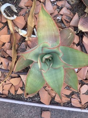 Aloe