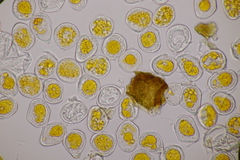 Hyalopsora adianti-capilli-veneris