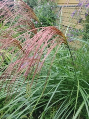 Miscanthus sinensis