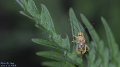 Stictopleurus minutus