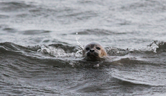 Phoca vitulina vitulina