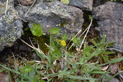 Ranunculus eschscholtzii