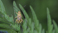 Stictopleurus minutus