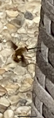 Bombyliini