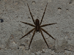 Acanthoctenus