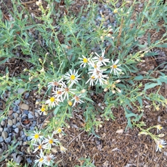 Eucephalus engelmannii