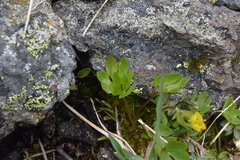 Ranunculus eschscholtzii