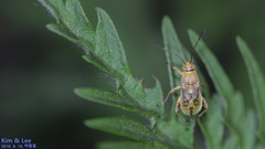 Stictopleurus minutus