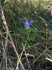 Gentiana puberulenta