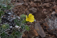 Potentilla hookeriana