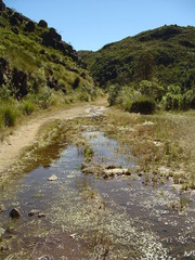 Hydrocotyle itatiaiensis