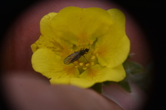 Potentilla hookeriana