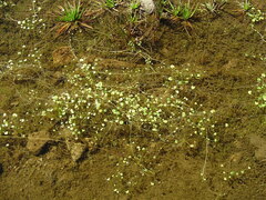 Hydrocotyle itatiaiensis