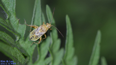 Stictopleurus minutus
