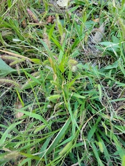 Setaria pumila