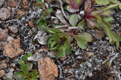 Solidago multiradiata