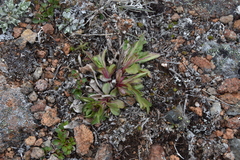 Solidago multiradiata