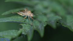 Stictopleurus minutus