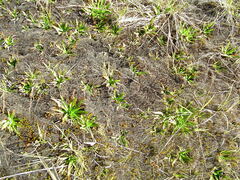 Paepalanthus itatiaiensis
