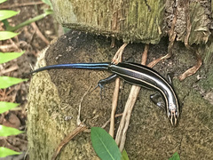 Plestiodon fasciatus